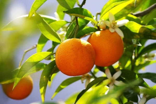 تصویر 2 از قیمت خرید نهال نارنج شیراز + فروش ویژه